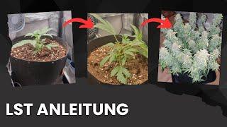 Erhöhe deine Cannabis Ernte mit dieser LST Methode!