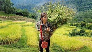 Harvesting rice, on the mountain - picking medicinal herbs. Sươngthảonguyên