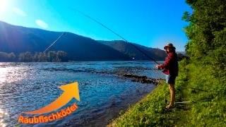 Nachtangeln auf Zander am Rhein mit Köderfisch / Catch and Cook