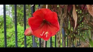 Amaryllis Bulbs are Blooming on Their Own