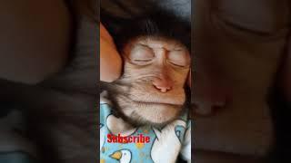Обезьяна пришла на массаж  #shorts