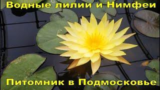 POND NURSERY: NYMPHOES AND WATER LILIES  VISIT A BREEDER IN THE MOSCOW REGION