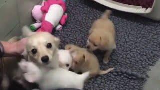 Mother Dog Elated After Reunited With Her Puppies