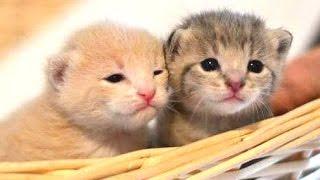 Cute Kittens Compilation 2015 [NEW]