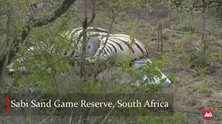 Zebra giving birth