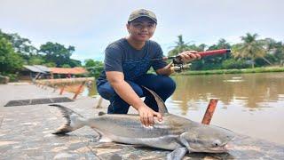 Monster Fish Strike: Genghis Khan Catfish in Lubana Sengkol