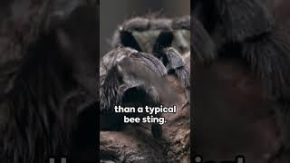 Tarantula Tidbits: 3 Fascinating Facts  #facts #curiouscreatures #animals #tarantula