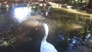 Swan