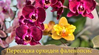 Пересадка орхидеи фаленопсис в классическую систему полива #пересадка #phalaenopsisorchid