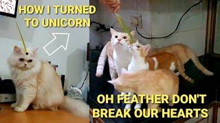 Cats Don't play with hearts but play with feathers | how white cat turned to unicorn ?