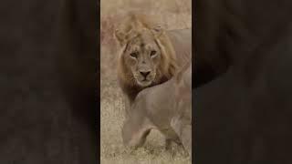 Lion Rituals