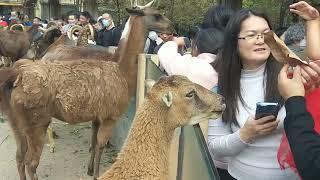 Private Tour Guide in Guangzhou Sourcing Agent China Guided Tour Guangzhou Zoo Family Package Travel