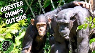 Chester Zoo Chimps In The Sun