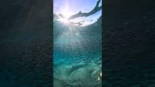 Bait Ball Frenzy #shorts #ocean #tiktok #asmr #photography #gopro