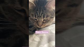 Toe beans  #cats #cat #cute #pets #youtubeshorts #shorts