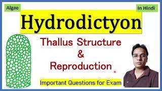 Hydrodictyon thallus structure,  reproduction and Lifecycle | हाइड्रोडिक्टयोन का जीवन चक्र