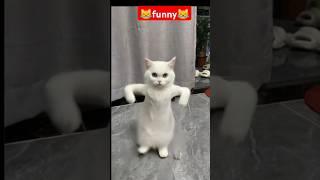 what are you doing#funny #pets #catcomedy #catvideos #cat#catshorts #funnyanimal #catlover#funnycat