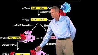 mRNA degradation - Roy Parker (Boulder/HHMI)