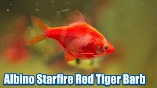 Albino Starfire Red Tiger Barb – Complete Setup & Care Tips