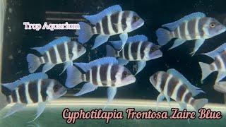 27.12.2024 Specials Part 5: Frontosa & Altolamprologus [Trop Aquarium] (Singapore)