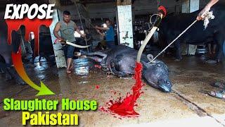 Anari Kasai 2024 | Slaughter house bhains colony full exposed | Biggest Slaughter House Pakistan 