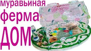 Муравьиная ферма с муравьями  | Обзор формикария в форме домика