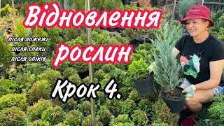 Відновлення рослин після ПОЖЕЖІ.Крок 4.Сплячі бруньки.