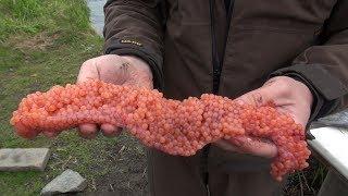 How to make salmon caviar. How Russians do it!