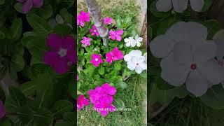 Недотрога.Impatiens walleriana.