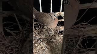 #turtledoves #baby