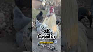 #rooster #chicken #cecilia