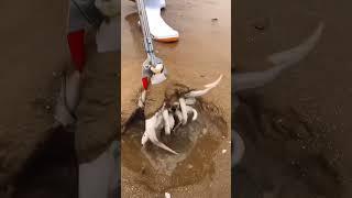 Weird Beach Sea Creature Could Make You Rich!  #Shorts