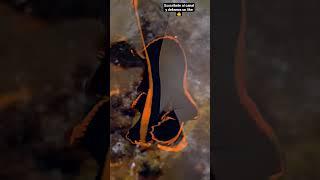 Paguala de Aleta Negra o Pez Murciélago  #peces #curiosidadanimal