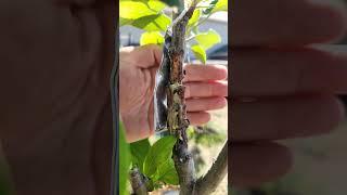 Graft Success Anna Apple Scion Hosui Pear Rootstock #garden #texas #plants #fruit