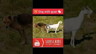 Dog with goat#Animal#shorts#video #viral