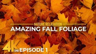 Splendid Autumn Colors in 4K UHD - Amazing Fall Foliage from All Over the World - Episode 1