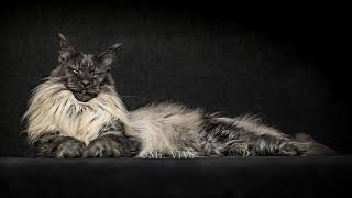 A Maine Coon Like No Other | The Majestic Mr. ViVo