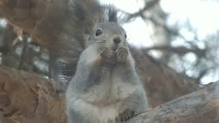 Белка Сибирская и всё, что ее окружает\Siberian squirrel and everything that surrounds it