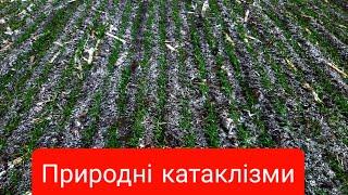 Увага небезпека.Природні катаклізми та озима пшениця.