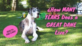 ⏲¿How MANY YEARS Does a GREAT DANE Live? Health and Care