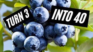 How to Propagate Blueberries | EASILY root Blueberry Cuttings