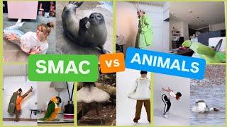 SMAC versus ANIMALS for 9 whole minutes 