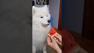 #samoyed #whitedog #cloud #pets #smartdog