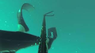 60 m spearfishing - vwt - blue hottentot