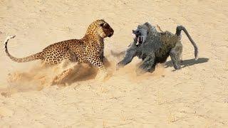 Baboon vs Leopard - Baboon Win ► Jarade Chanel