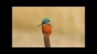 Kingfisher
