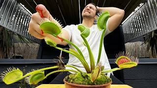 My Venus Flytrap Won a Drop of Blood – Season 1 Movie - The Flytrap Games