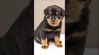How To Train Your Rottweiler Puppy (Timing Is Everything!)