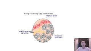 Состав внутренней среды организма человека: кровь, лимфа, тканевая  жидкость