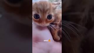 Funny animal videos I found on Instagram and Tiktok #shorts #funnyanimals #cat #funnypets #funny